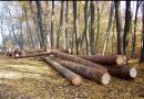 Șase persoane reținute  pentru tăieri ilegale și furt de arbori de polițiștii din Marginea, mai multe transporturi de lemn confiscate