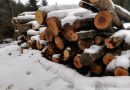 Peste 220 metri cubi de material lemnos confiscat de polițiști în cadrul unor verificări la firme din Vicovu de Sus  dar și a controalelor în trafic