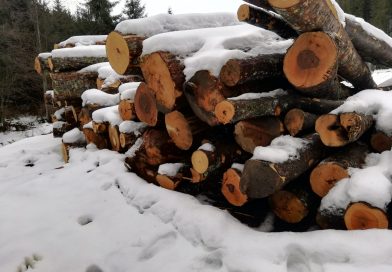 Peste 220 metri cubi de material lemnos confiscat de polițiști în cadrul unor verificări la firme din Vicovu de Sus  dar și a controalelor în trafic
