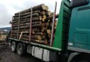 Transport ilegal de 10 metri cubi de lemn oprit de polițiști la Păltinoasa. Șoferul și firma au primit amenzi de 10.000 de lei, lemnul a fost confiscat și s-a deschis dosar penal