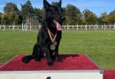 Avem un campion la Punctul de Trecere a Frontierei Siret: Câinele Nero, specialist în detectare explozivi