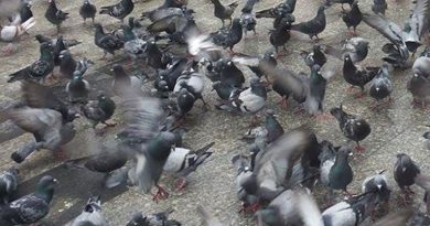 Hoți de porumbei urmăriți prin Suceava, prinși la o casă de pariuri cu înaripatele dosite în buzunare